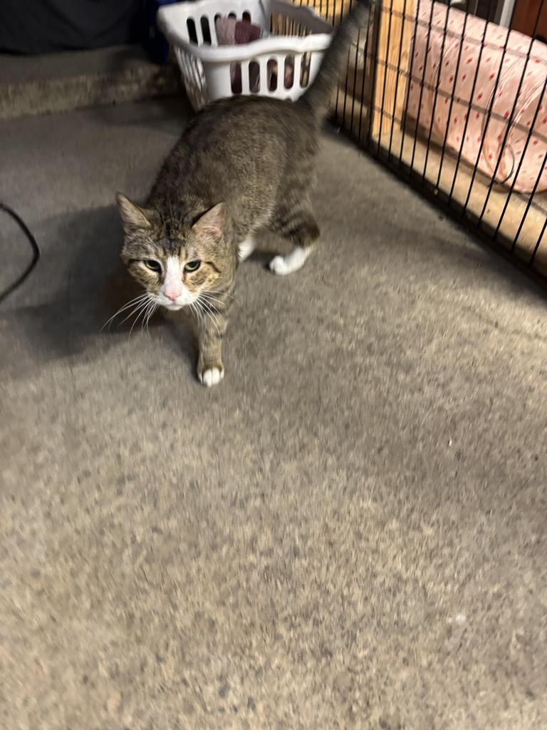 Banshee, Adoptable, Adult Male American Shorthair.