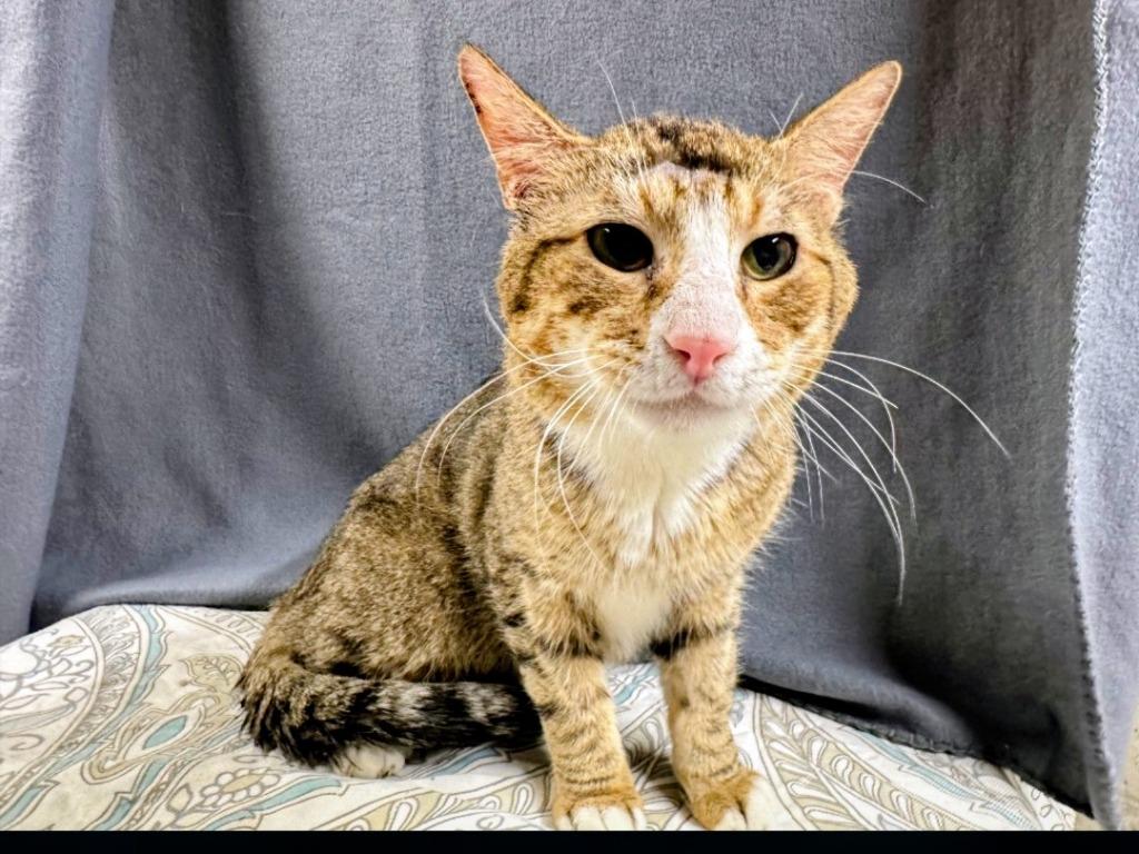 Banshee, Adoptable, Adult Male American Shorthair.