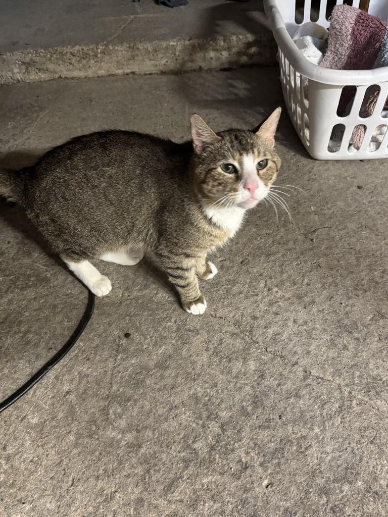Banshee, a Adoptable American Shorthair in Hagaman, NY image 3/6