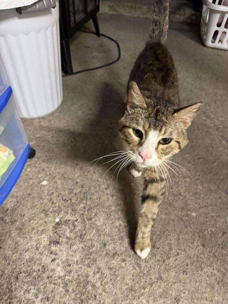 Banshee, a Adoptable American Shorthair in Hagaman, NY image 4/6
