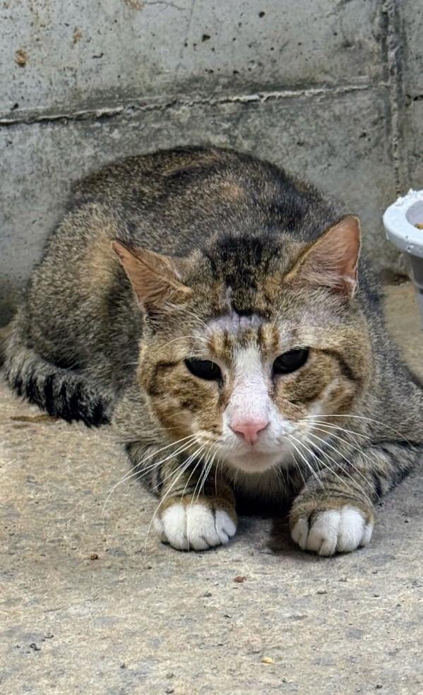 Enlarge Banshee, a Adoptable American Shorthair in Hagaman, NY image 2/3