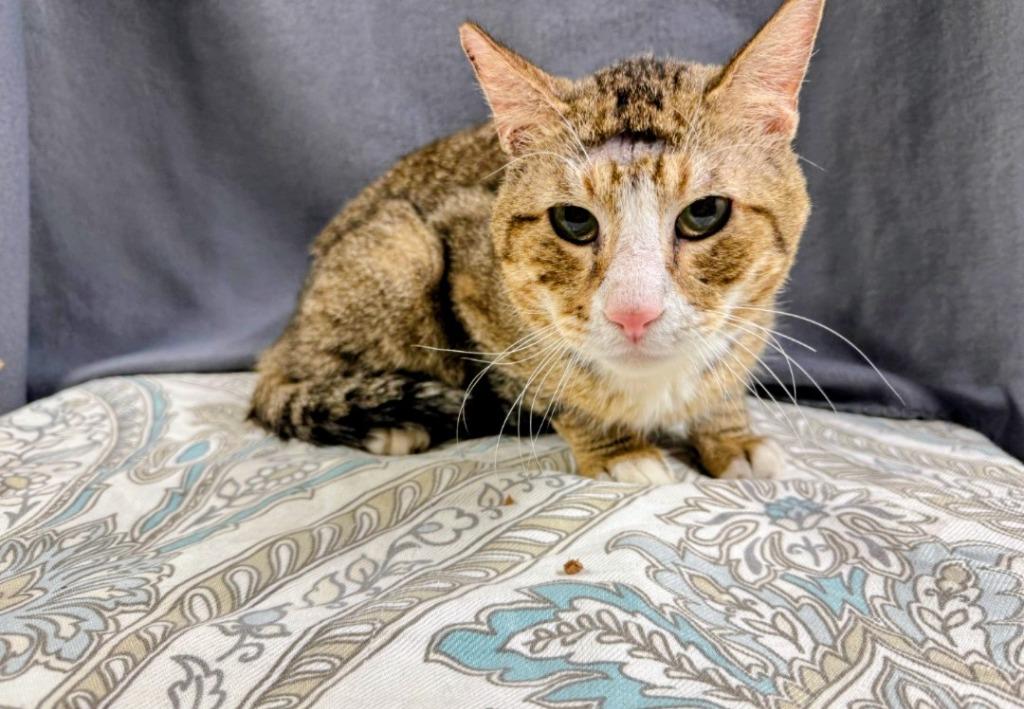 Enlarge Banshee, a Adoptable American Shorthair in Hagaman, NY image 3/3