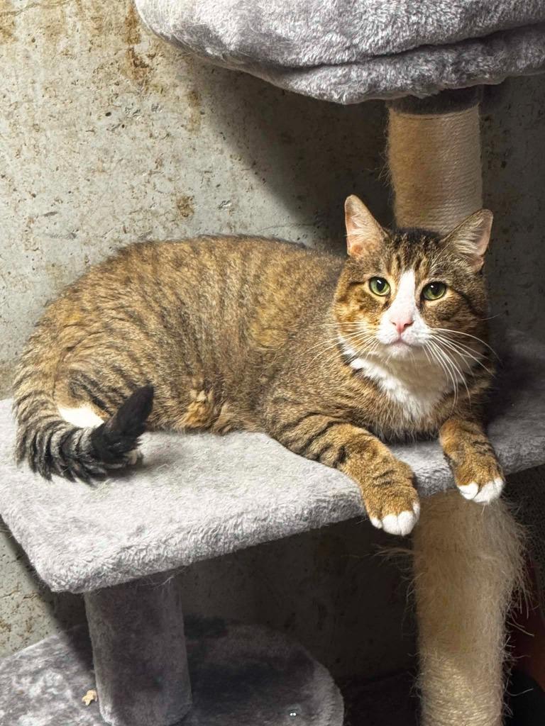 Banshee, a Adoptable American Shorthair in Hagaman, NY image 6/6