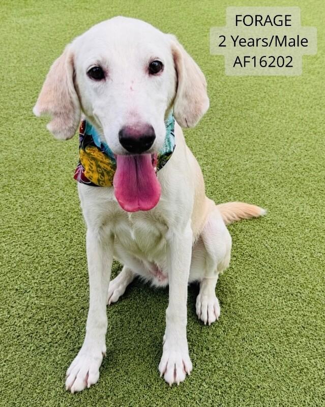 Enlarge Forage, a Adoptable Treeing Walker Coonhound in Supply, NC image 1/1