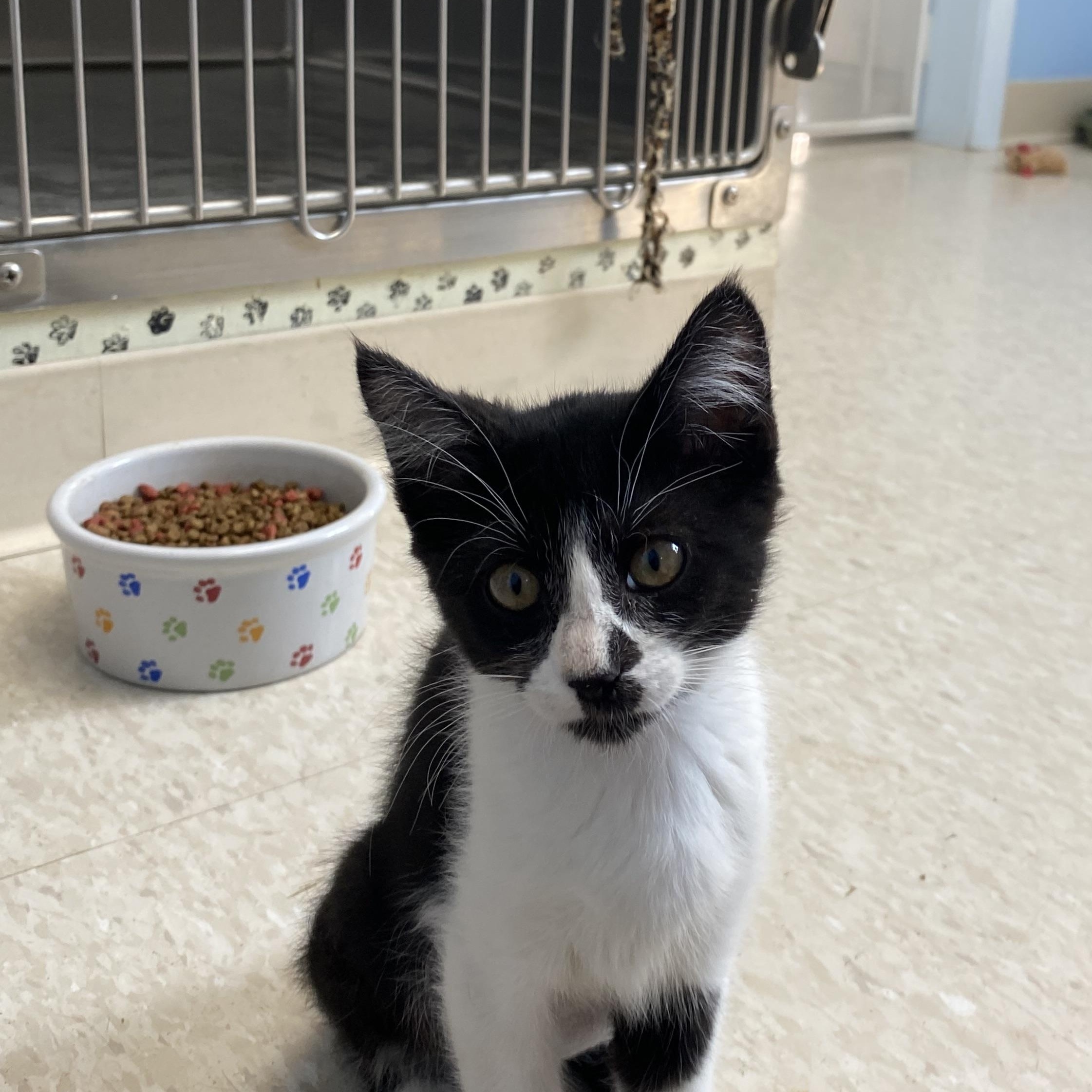 Ziggy, a ADOPTABLE Domestic Short Hair in Choteau, MT image 3/3