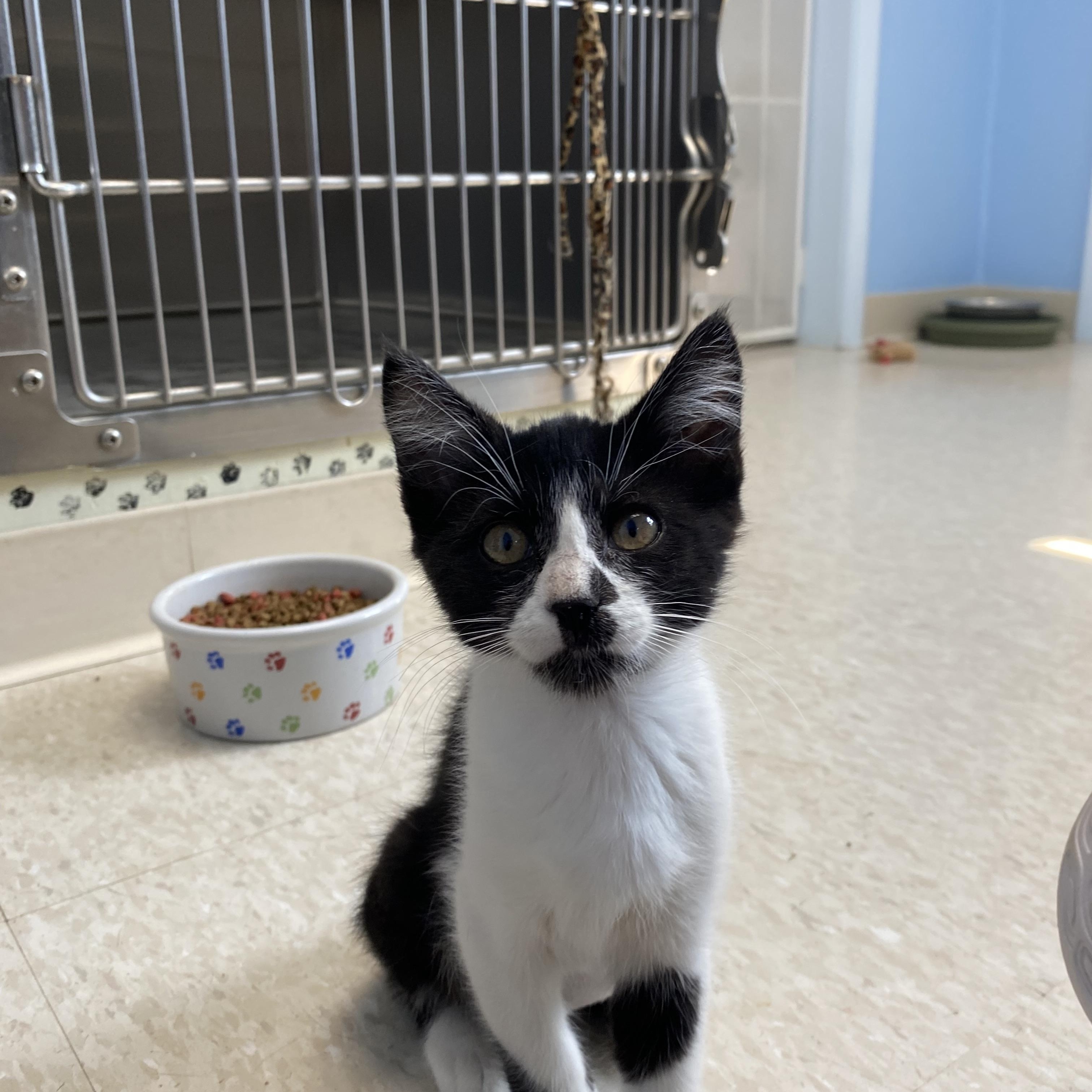 Ziggy, ADOPTABLE, Kitten Female Domestic Short Hair.
