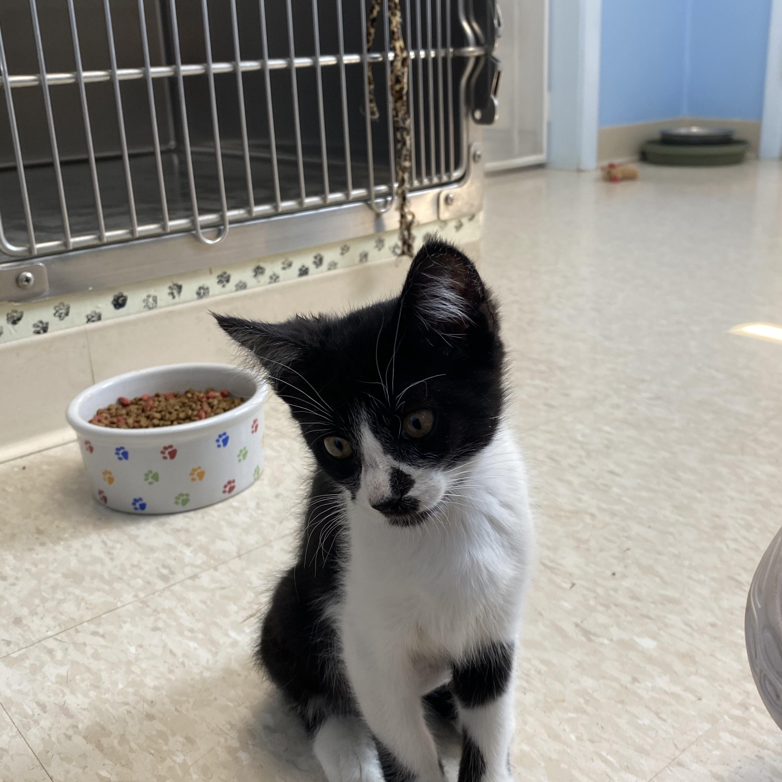 Ziggy, a ADOPTABLE Domestic Short Hair in Choteau, MT image 2/3