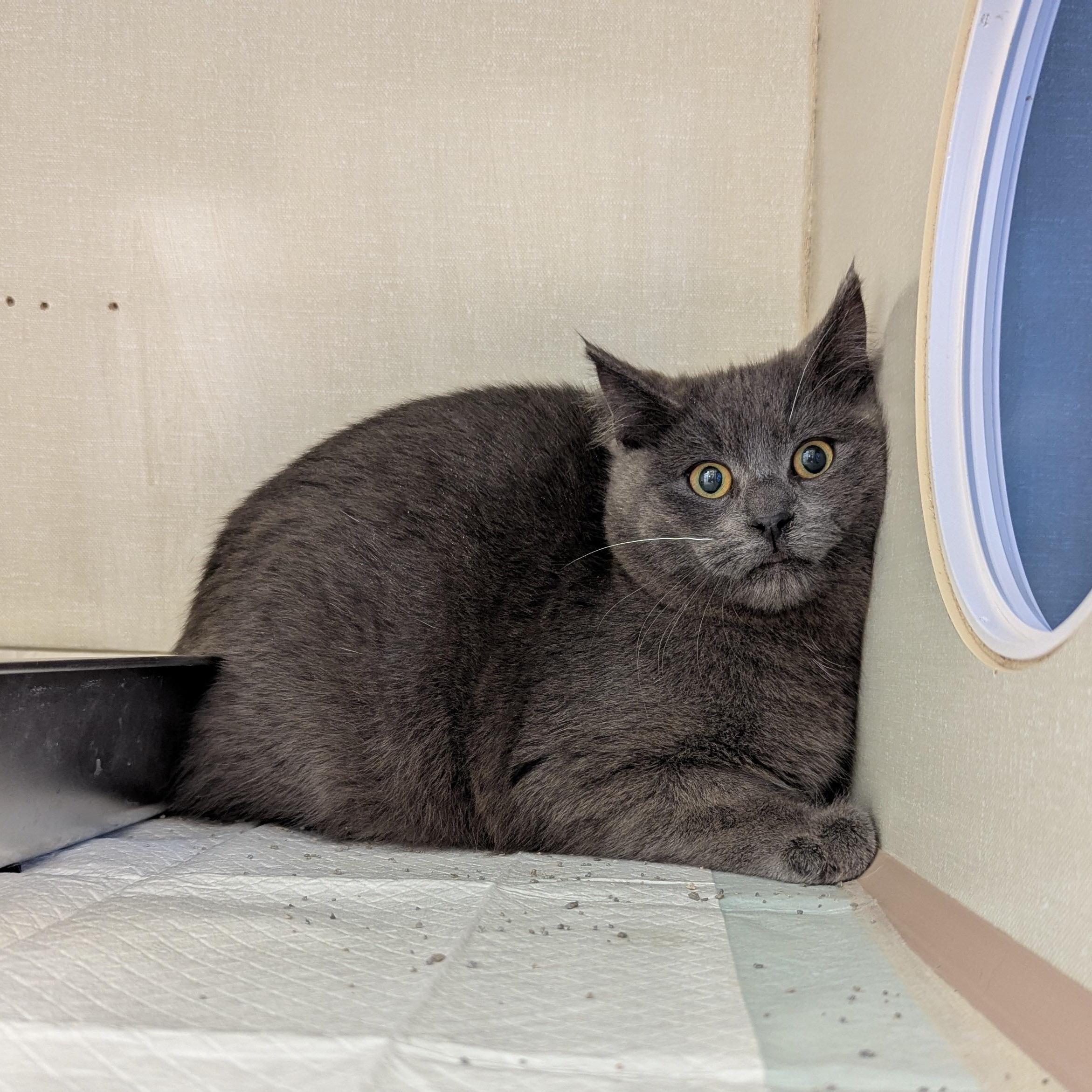 Enlarge Clank, a ADOPTABLE Domestic Short Hair in Morden, MB image 1/1