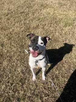Strider, Adoptable, Adult Male American Staffordshire Terrier & Pit Bull Terrier.