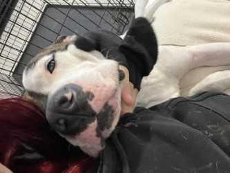 Enlarge Strider, a Adoptable mixed breed in Woodbine, GA image 3/3