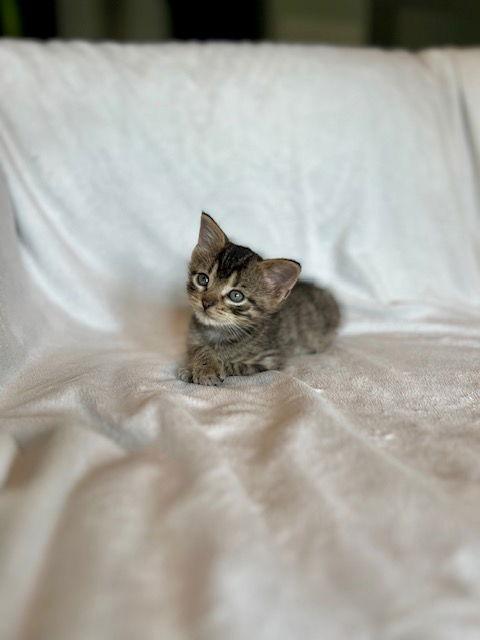 Sage25, Adoptable, Kitten Male Domestic Short Hair.