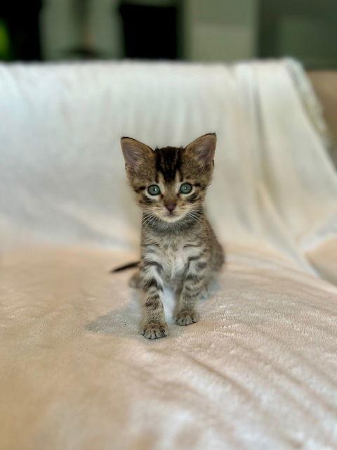 Enlarge Sage25, a Adoptable Domestic Short Hair in Nashville, TN image 2/3