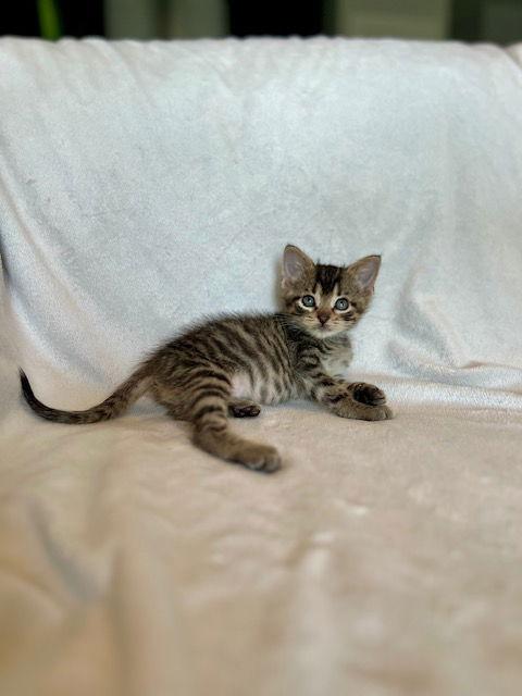 Enlarge Sage25, a Adoptable Domestic Short Hair in Nashville, TN image 3/3