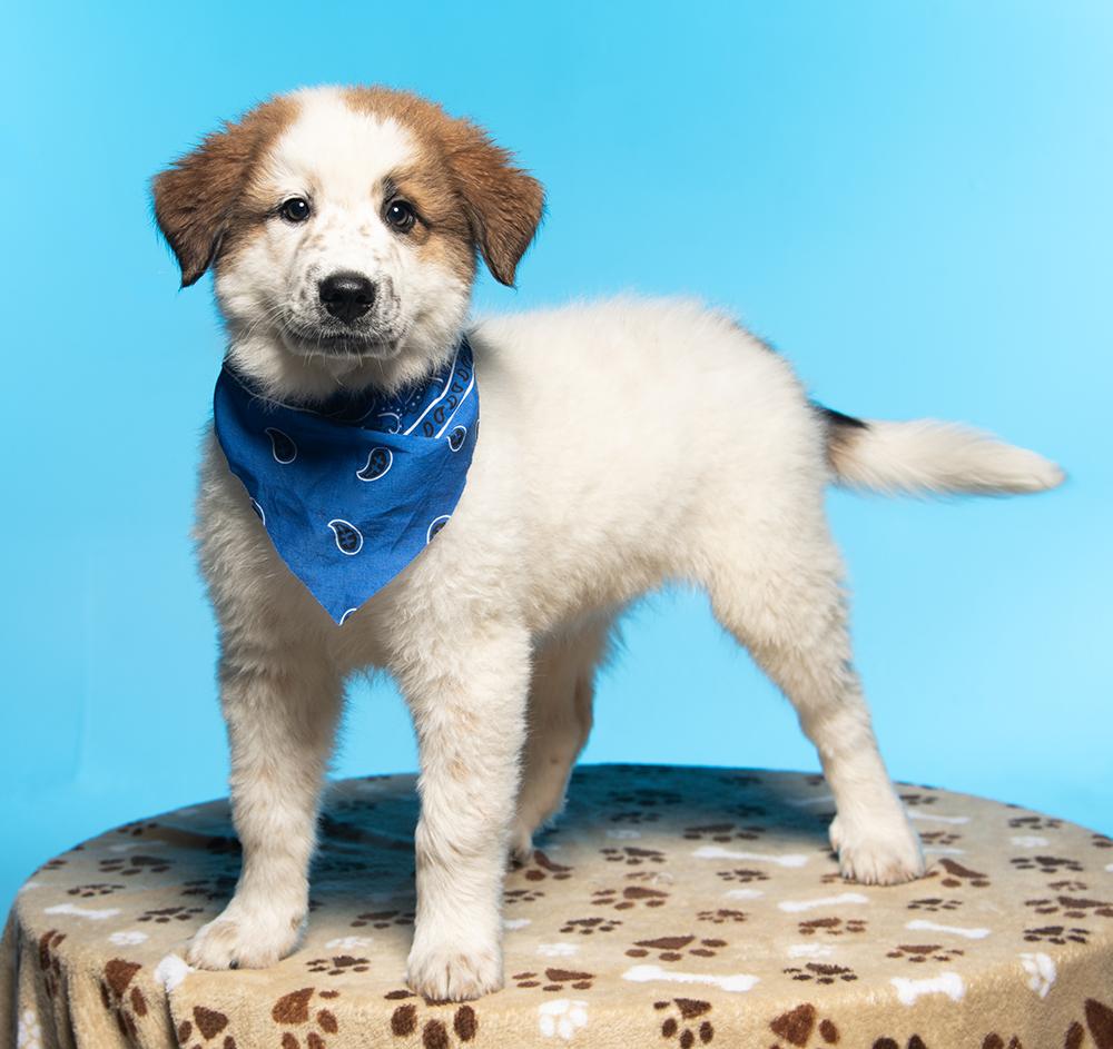 Draco, an adopted mixed breed in Allentown, PA image 3/5