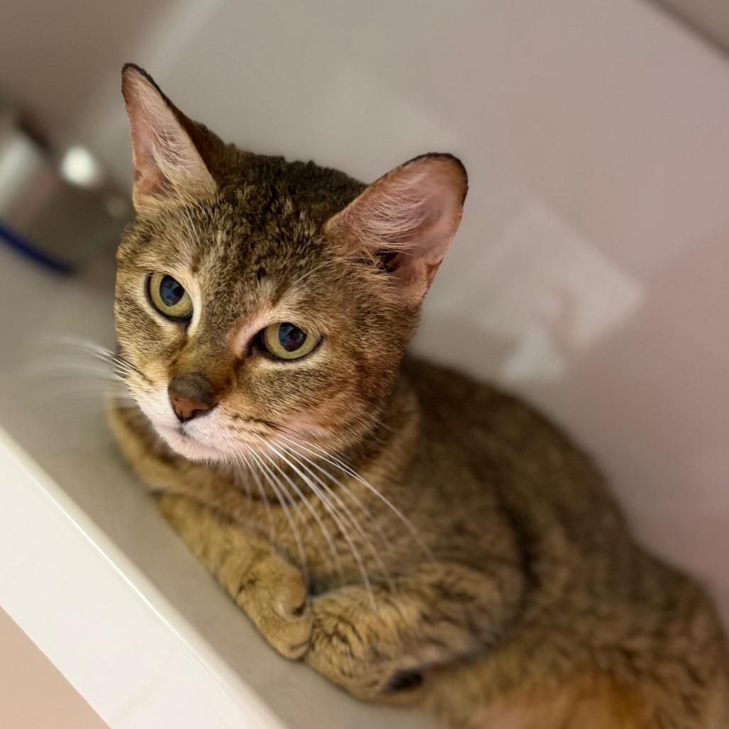 Ching Shih, Adoptable, Adult Female Domestic Short Hair.
