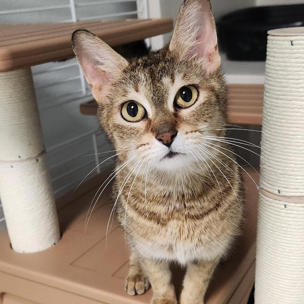 Enlarge Ching Shih, a Adoptable Domestic Short Hair in Watertown, NY image 2/3