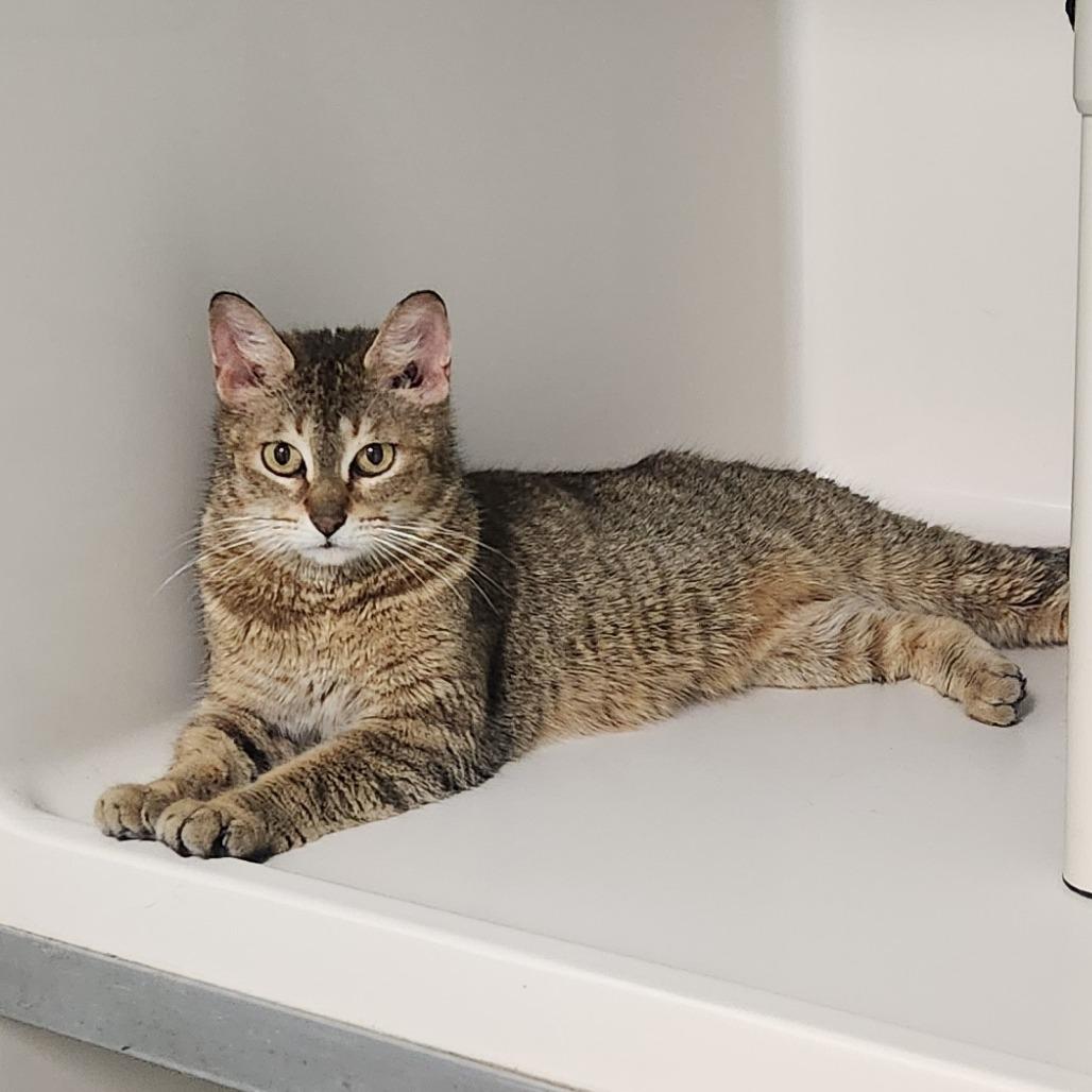 Enlarge Ching Shih, a Adoptable Domestic Short Hair in Watertown, NY image 3/3