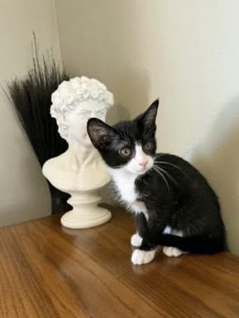 Sonic, ADOPTABLE, Kitten Female Domestic Short Hair.
