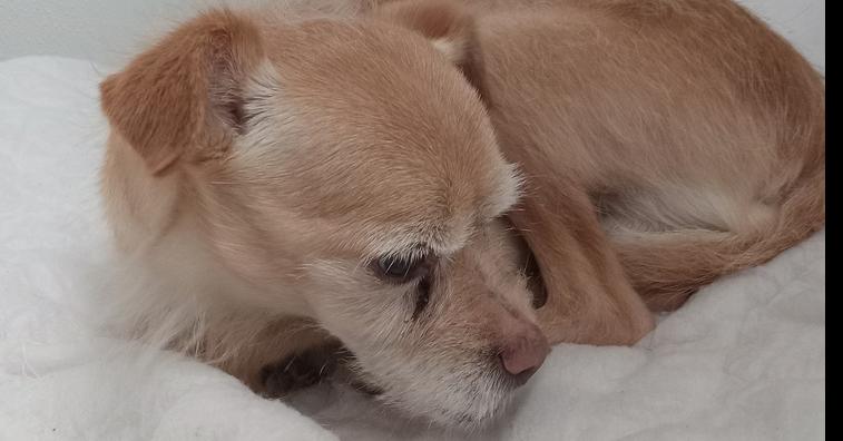 Dusty, Adopted, Senior Male Terrier & Terrier.