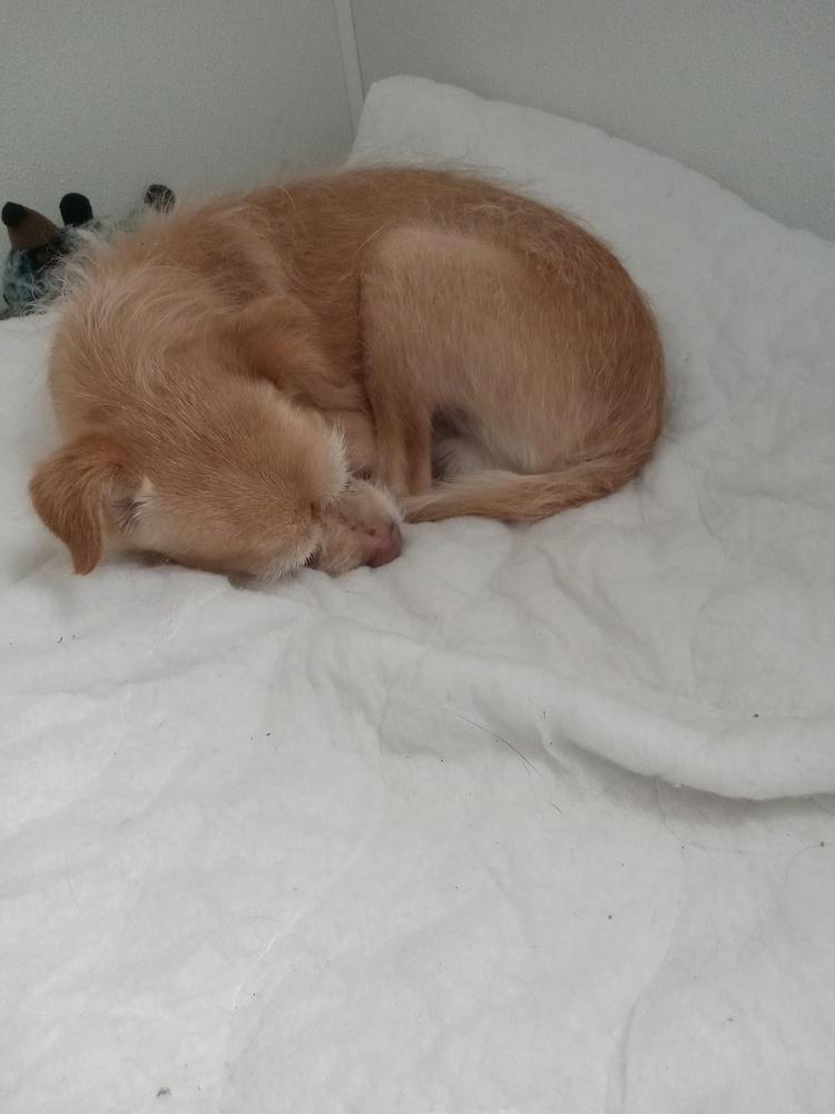 Enlarge Dusty, a Adopted mixed breed in Challis, ID image 2/2