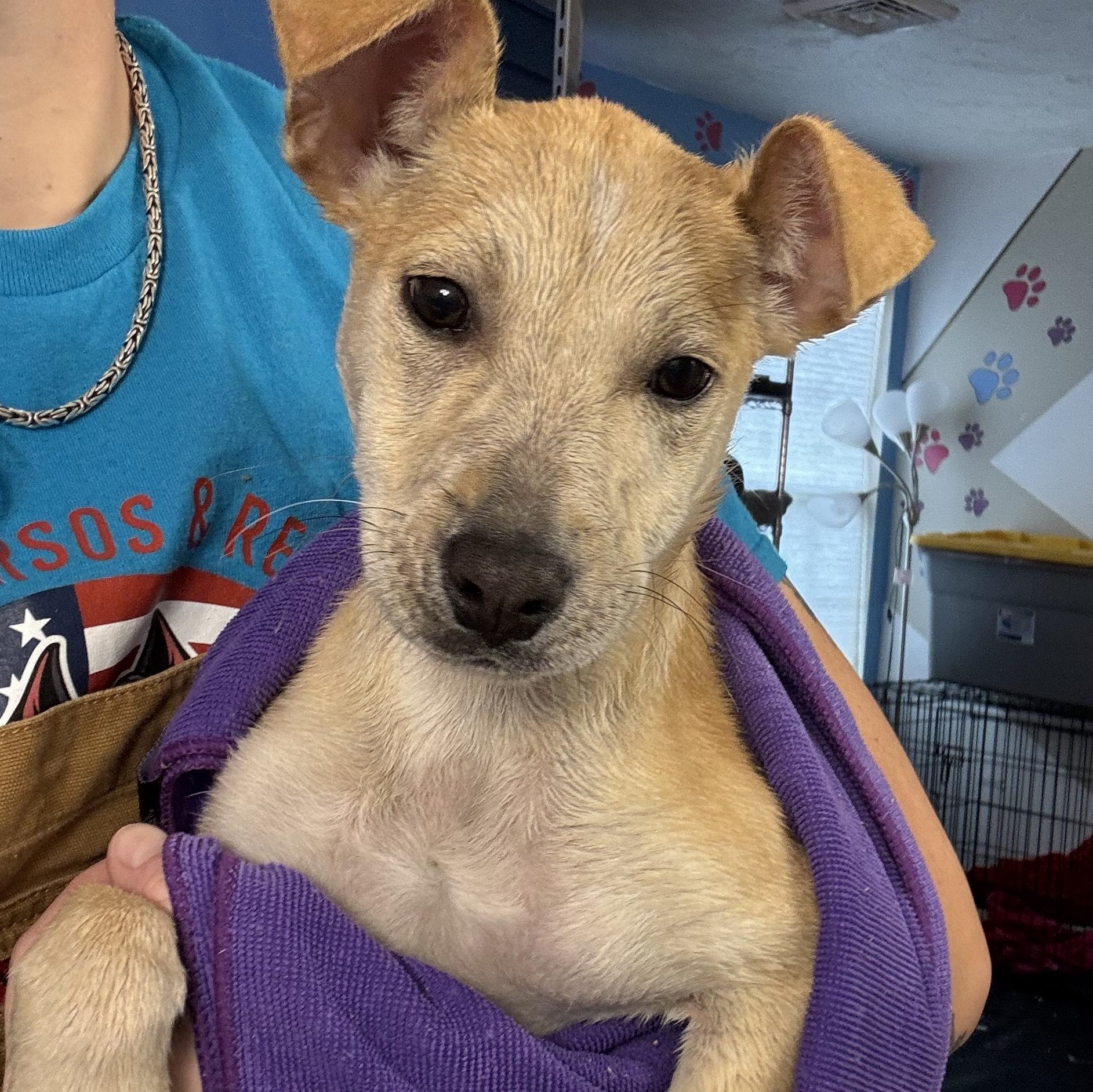 Memphis, Adoptable, Puppy Male Yellow Labrador Retriever.