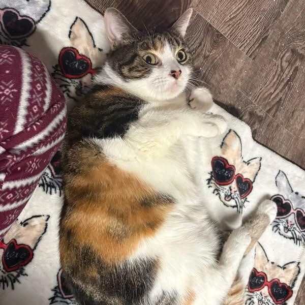 Noelle, adopted, Adult Female Calico.