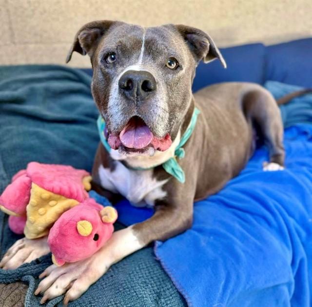 SATURN, Adoptable, Adult Male Pit Bull Terrier.