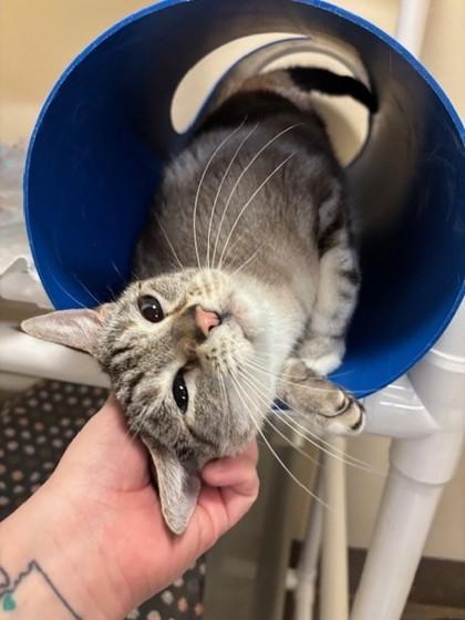 Enlarge Charlie, a Adoptable mixed breed in Everett, WA image 1/3