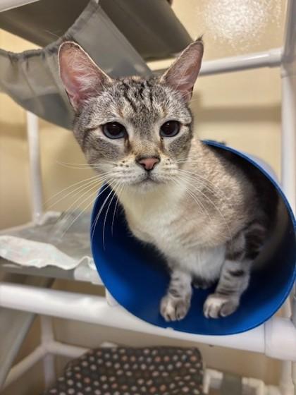 Enlarge Charlie, a Adoptable mixed breed in Everett, WA image 2/3