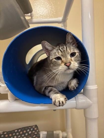 Enlarge Charlie, a Adoptable mixed breed in Everett, WA image 3/3