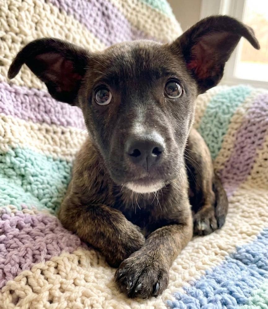 Jazzi, Adoptable, Puppy Female Catahoula Leopard Dog & Terrier.