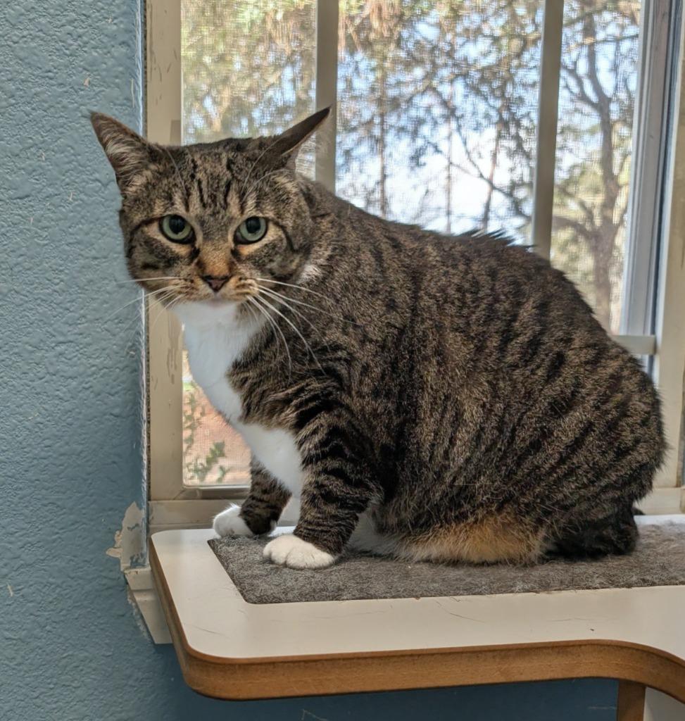 Eggsy, Adoptable, Adult Female Domestic Short Hair.