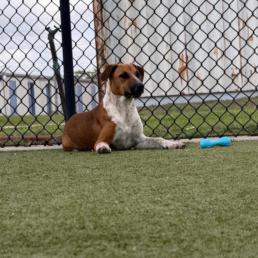 Enlarge Calamity Jane, a Adoptable Hound in Bryan, TX image 2/6