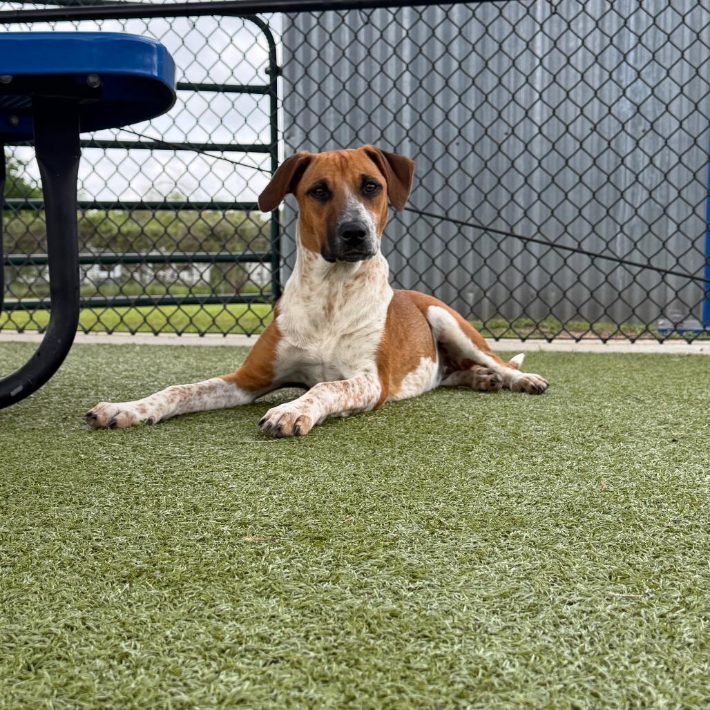 Enlarge Calamity Jane, a Adoptable Hound in Bryan, TX image 5/6