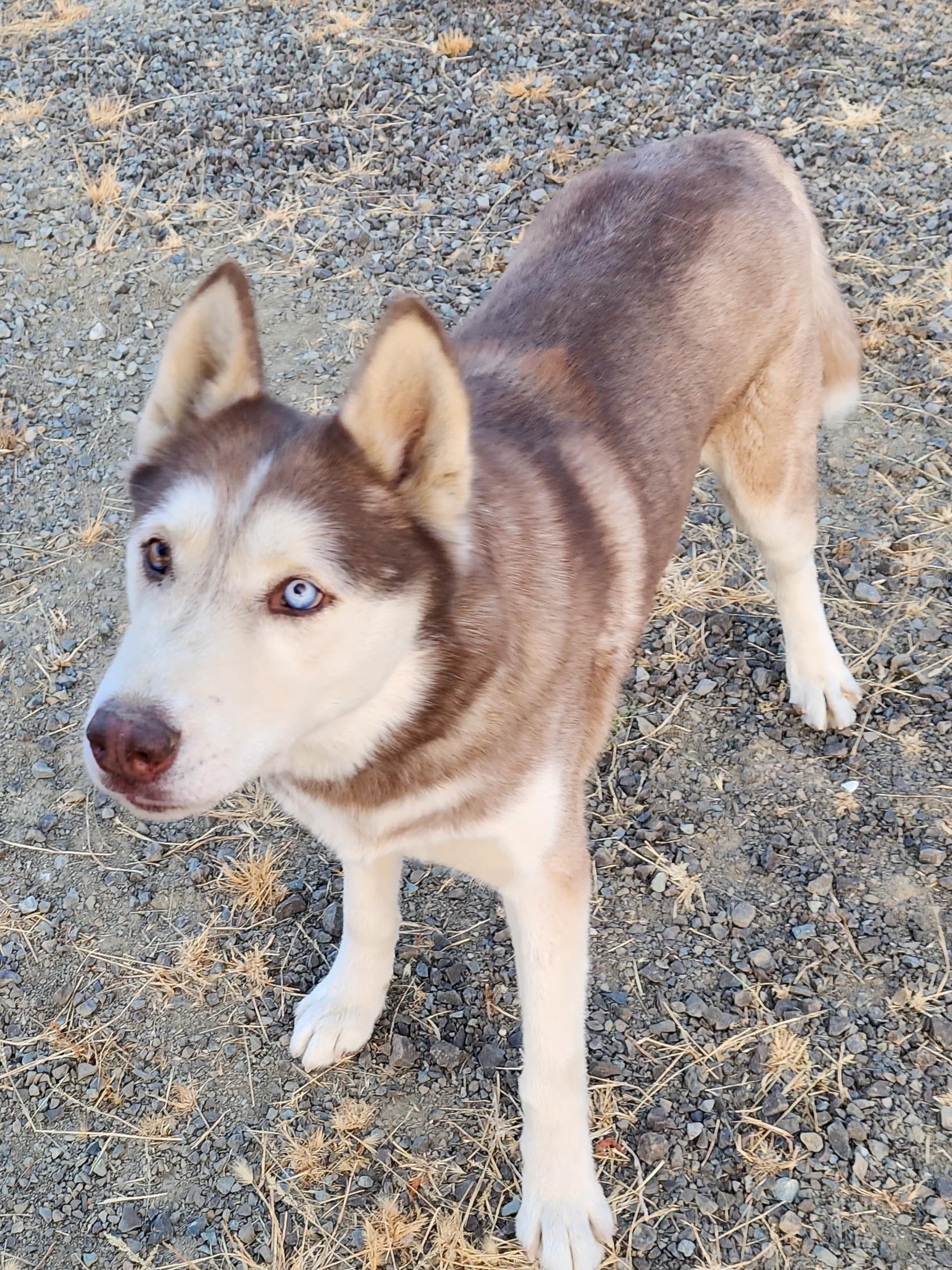 Enlarge Cedar, a Adopted Siberian Husky in Seattle, WA image 1/2