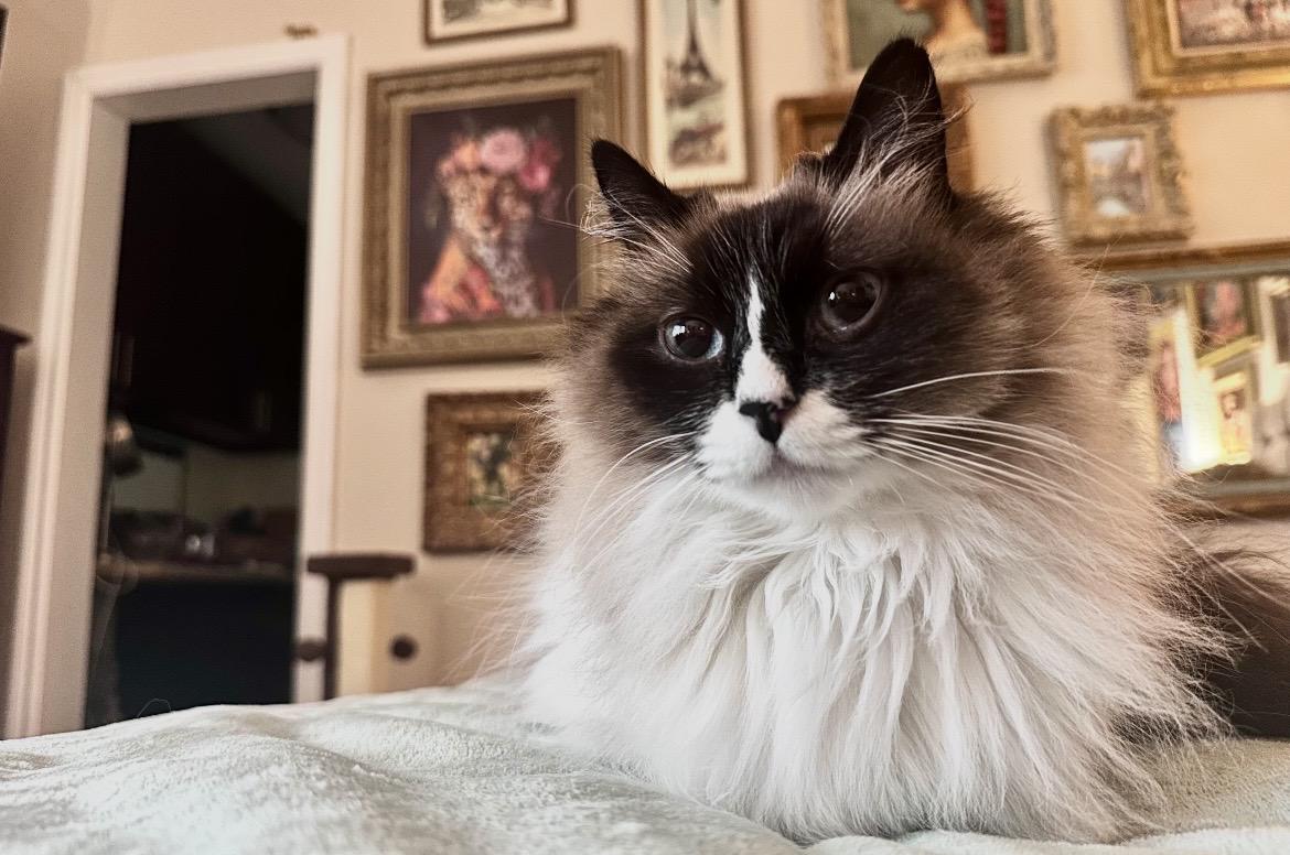 Enlarge Cinnamon  Contact Sylva, an adopted Ragdoll in Sherman Oaks, CA image 3/3