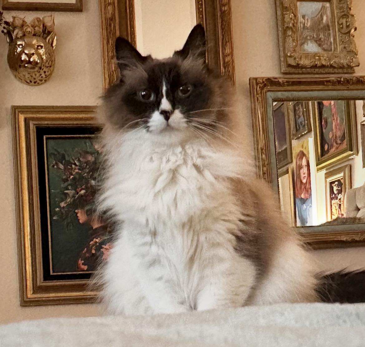 Enlarge Cinnamon  Contact Sylva, an adopted Ragdoll in Sherman Oaks, CA image 2/3