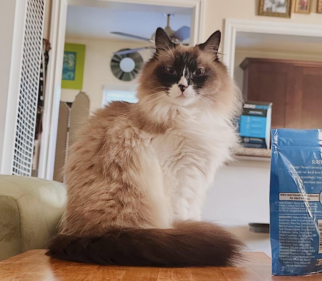 Enlarge Cinnamon  Contact Sylva, an adopted Ragdoll in Sherman Oaks, CA image 1/3