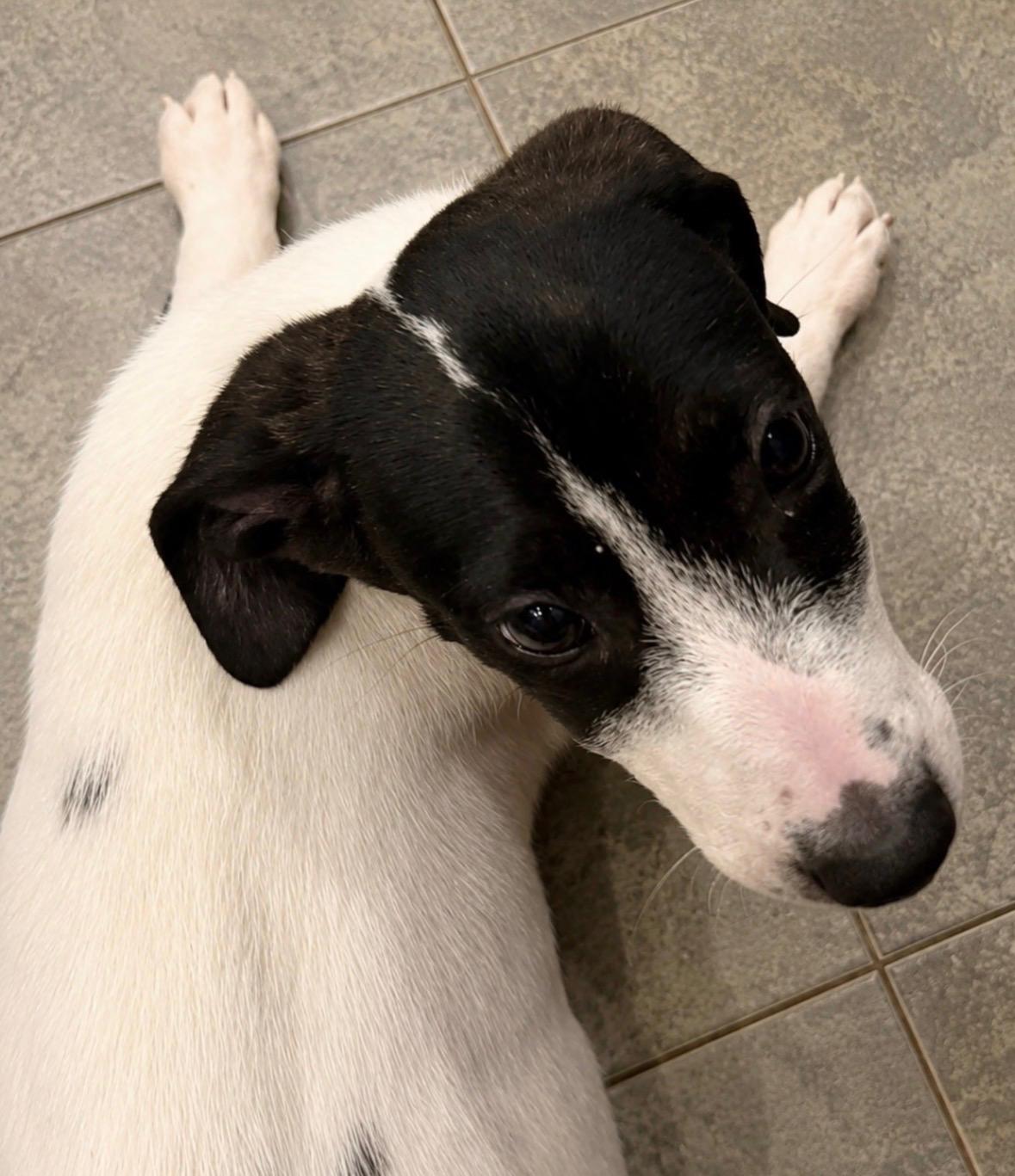 Enlarge Shyanne, a Adoptable mixed breed in Watertown, CT image 3/4