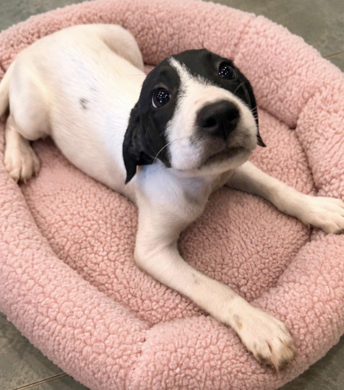 Shyanne, ADOPTABLE, Puppy Female English Pointer & Labrador Retriever.