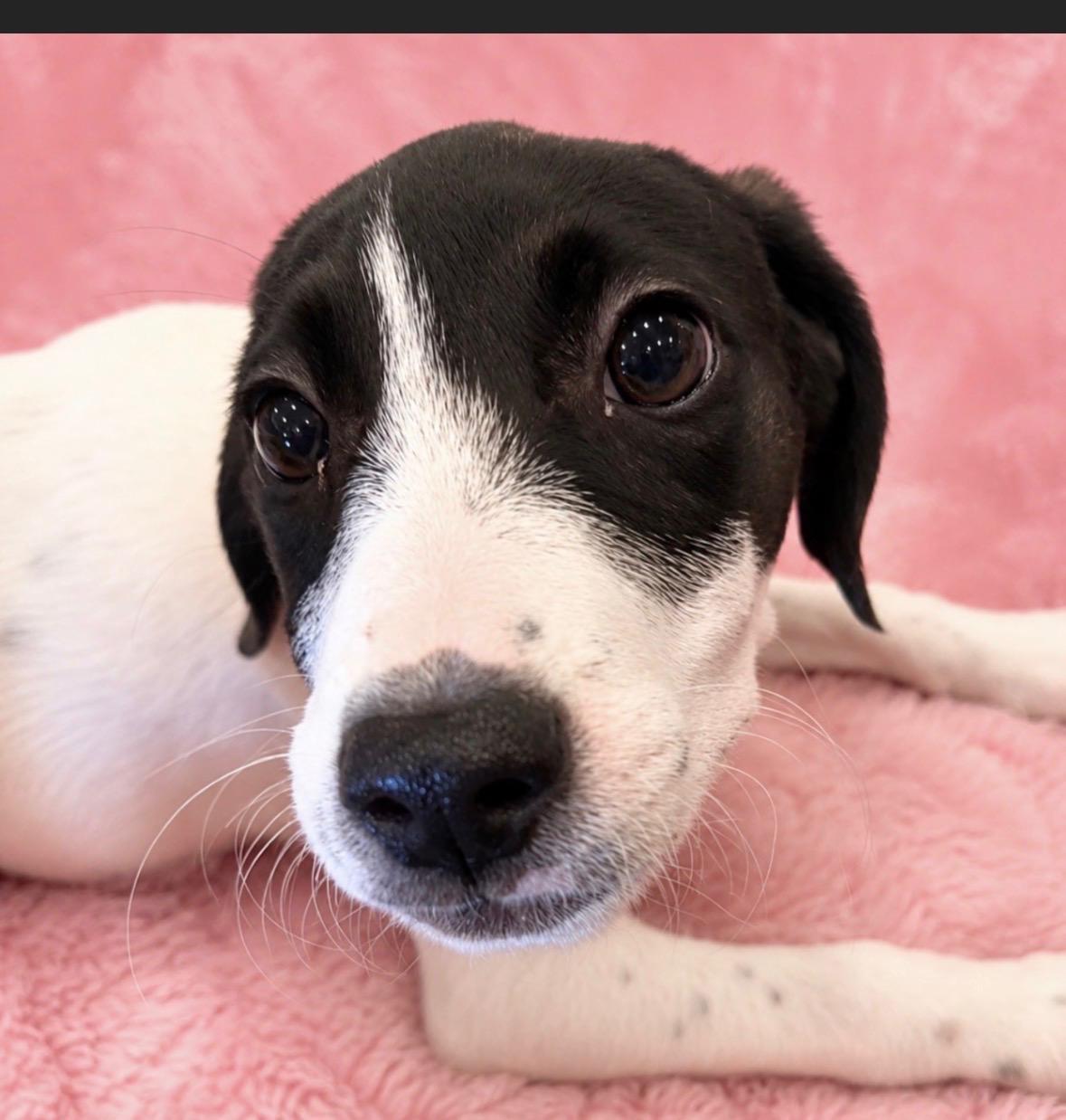 Enlarge Shyanne, a Adoptable mixed breed in Watertown, CT image 2/4