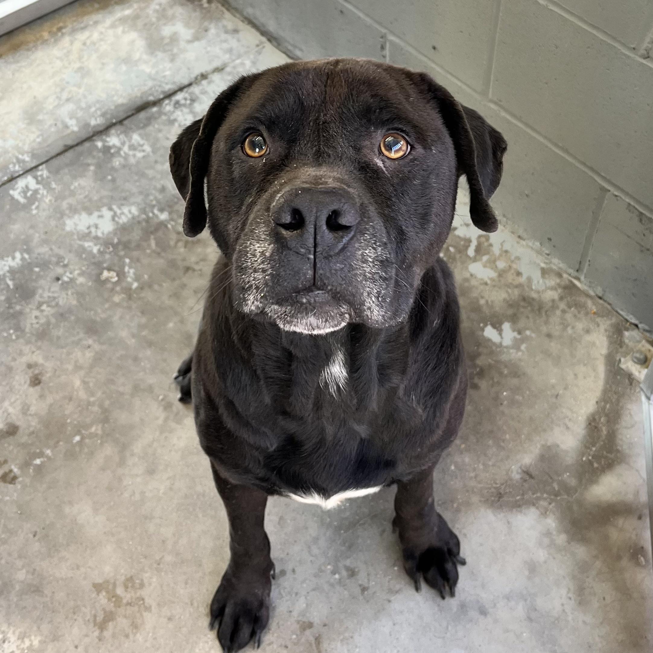 Enlarge Arthur, a Adoptable mixed breed in Northwood, NH image 1/6