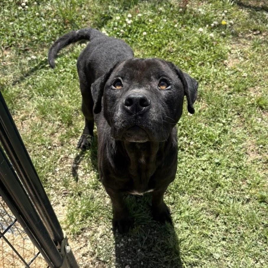 Enlarge Arthur, a Adoptable mixed breed in Northwood, NH image 5/6