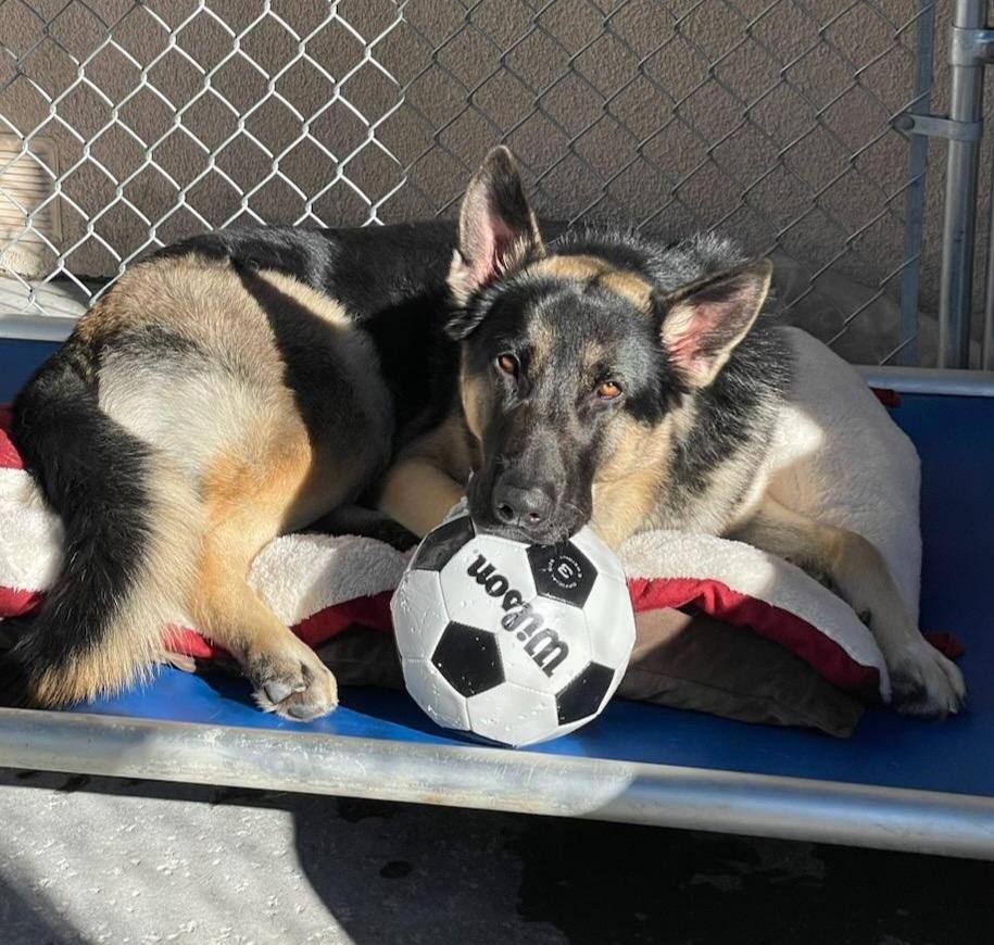 Auggie, a Adoptable German Shepherd Dog in Newport Beach, CA image 1/3