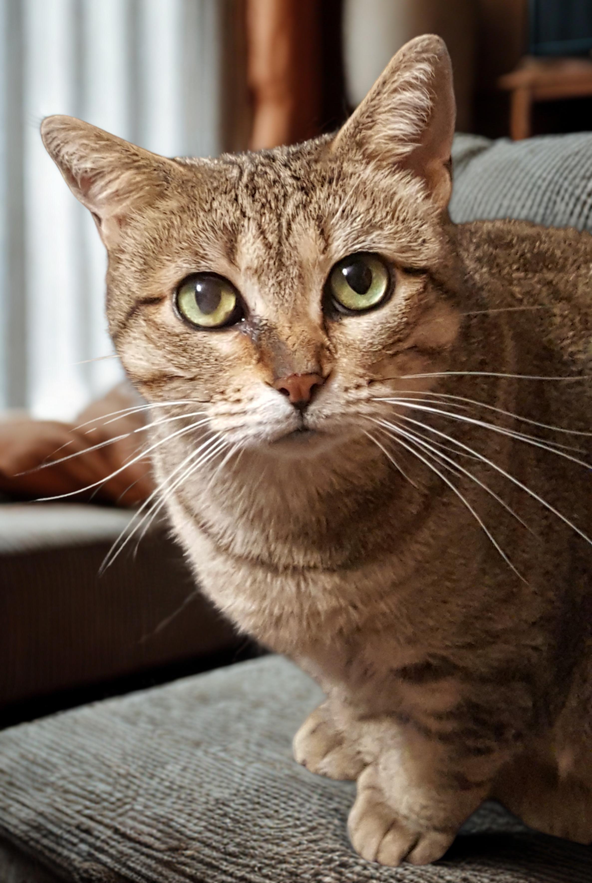 Betty White, Adoptable, Adult Female Torbie & Extra-Toes Cat / Hemingway Polydactyl.