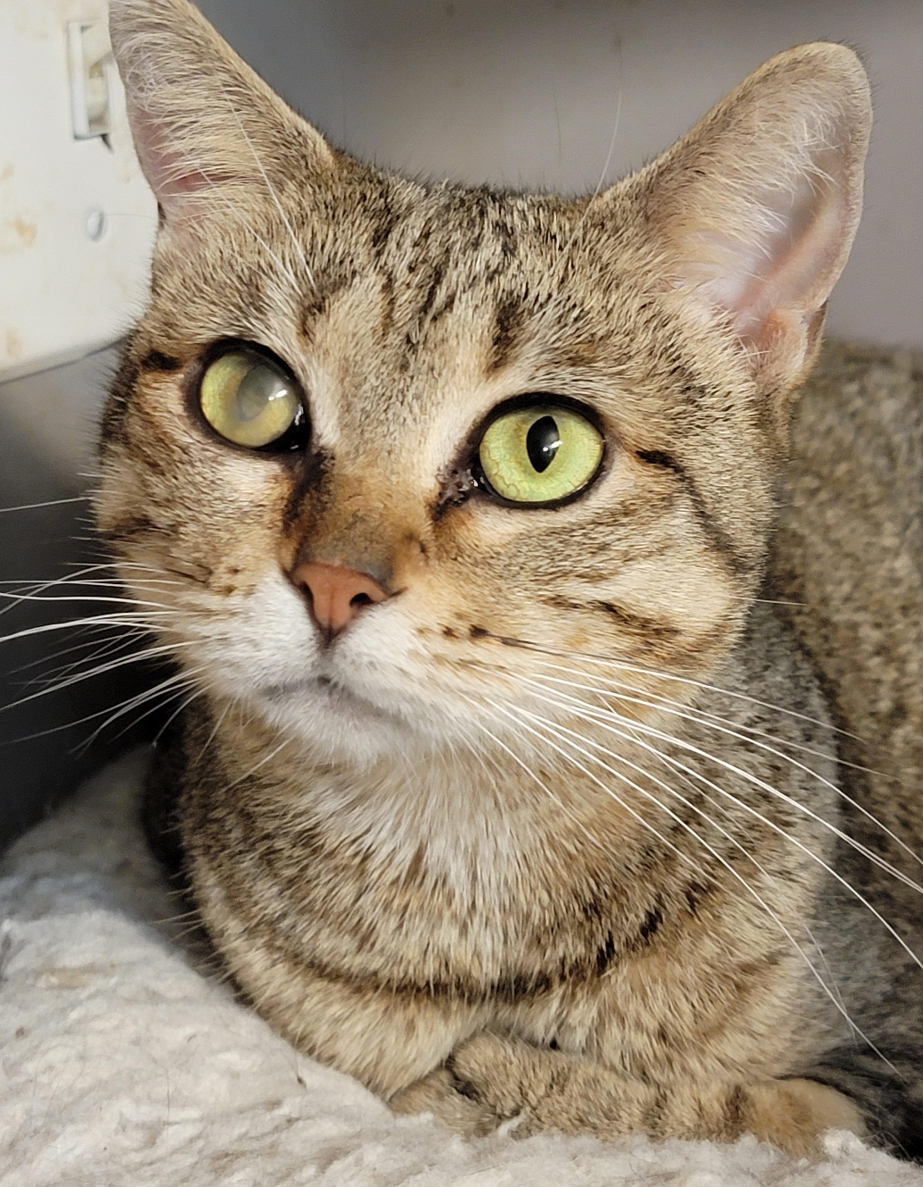 Betty White, a Adoptable mixed breed image 3/6