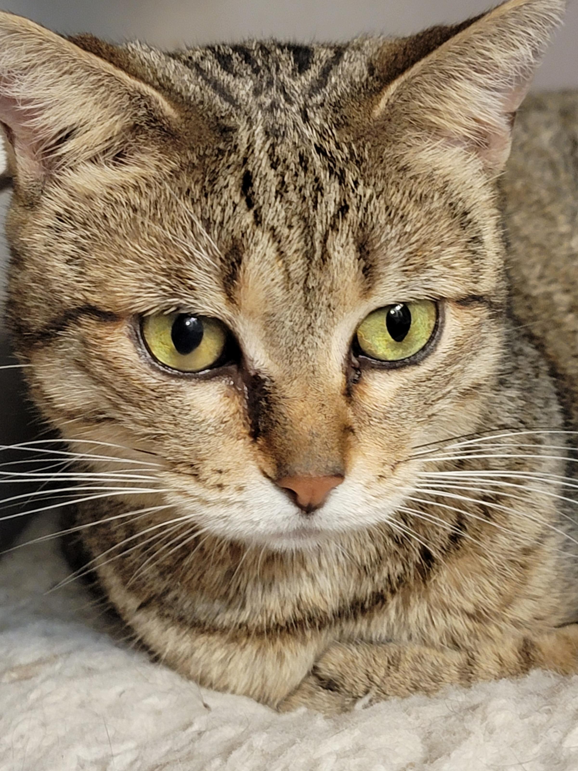 Betty White, a Adoptable mixed breed image 4/6