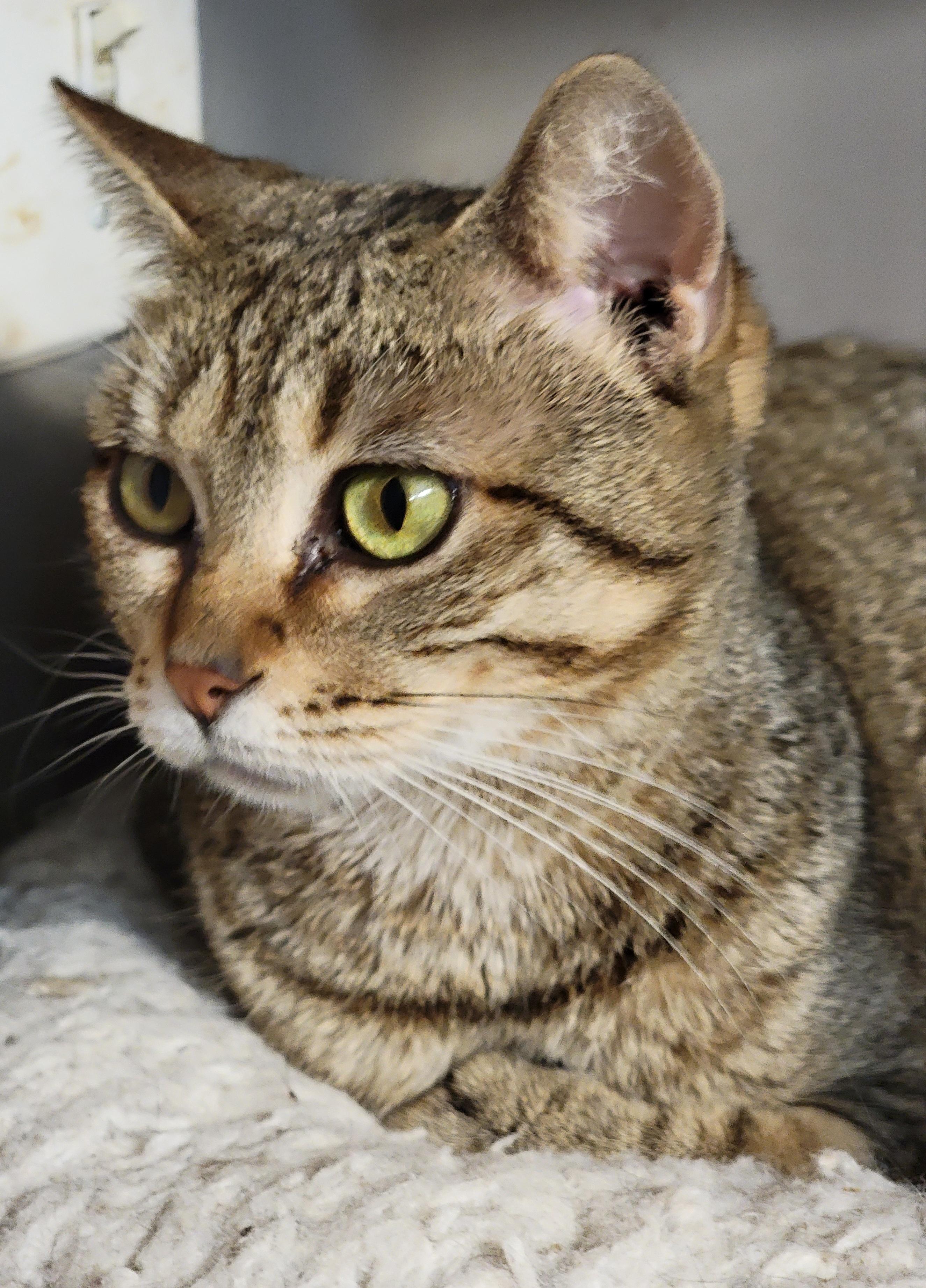 Betty White, a Adoptable mixed breed image 5/6