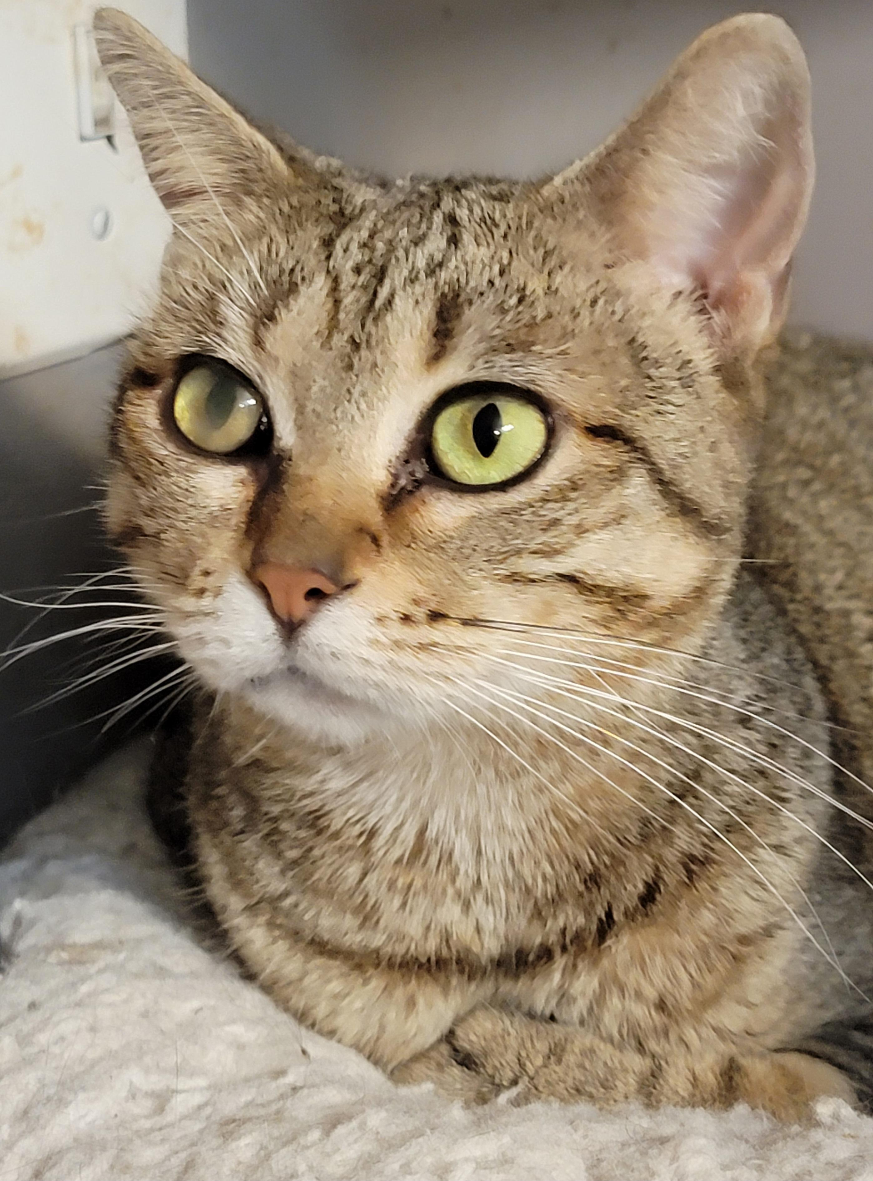 Betty White, a Adoptable mixed breed image 6/6