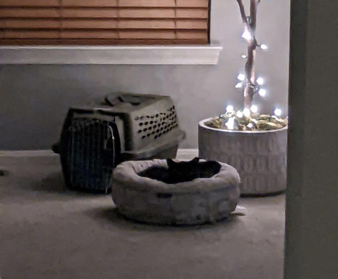 Enlarge Sable, a Adopted Tabby in woodbridge, VA image 4/5